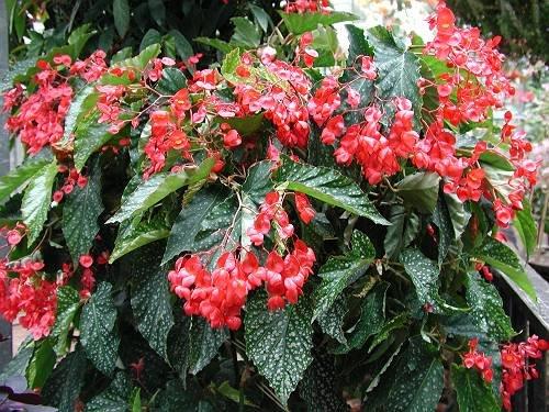 B. ‘Alamo Ole’